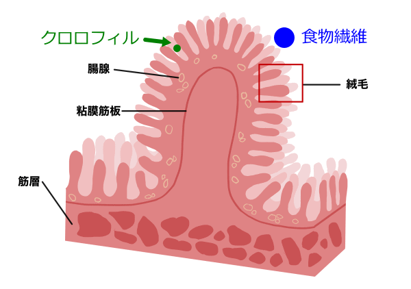 小腸の絨毛、クロロフィル
