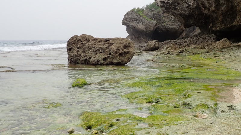 磯海苔、海、水